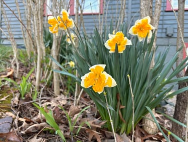 Daffodills at Mallow Rose Cottage garden, March 2024