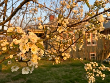 Pear blossoms at Mallow Rose Cottage, Spring 2024