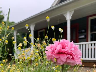 Poppy and chamomile at Mallow Rose Cottage Summer 2023