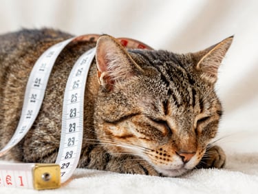 Macro shot of measuring tape along the back of a sleeping tabby cat on a cozy blanket, soft daylight