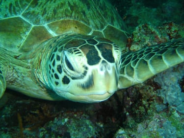 borneo sipadan diving island turtle