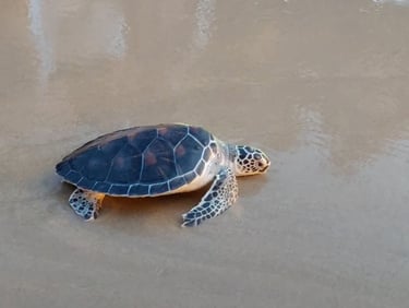 thai mueang turtle releasing festival phang nga khao lak