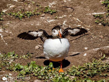 Flappy Puffin