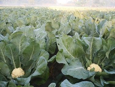 Fresh cauliflower heads growing in a lush green vegetable farm field under morning mist.