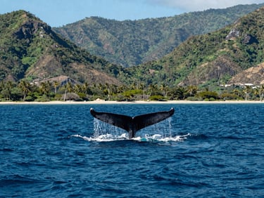 Wide-angle shot of a whale tail breaking the ocean surface in Bahia Ballena, deep blue sea, coastal mountains in background, bright daylight