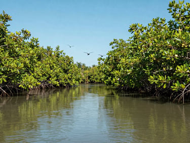 Wide environmental shot of a quiet mangrove channel in Sierpe, green reflection on calm water, tropical birds flying, natural sunlight
