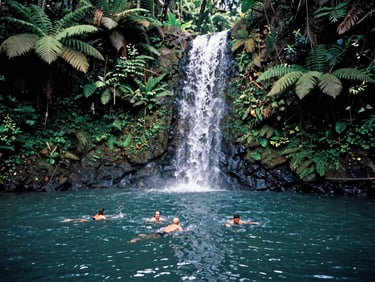 Medium shot of hikers swimming in a natural deep pool below a hidden waterfall, surrounded by dense tropical ferns