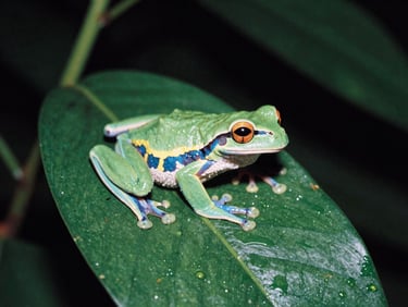 Close-up of a colorful tree frog on a wet green leaf under soft night flashlight, rich rainforest details, 35mm film feel