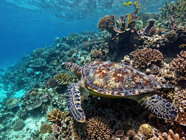 Underwater wide-angle shot of sea turtles swimming over healthy coral reefs near Cano Island, clear turquoise water, natural sunlight beams