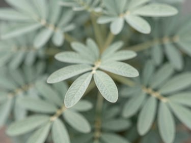 Macro shot of Mimosa Pudica plant leaves, delicate and green, with soft natural daylight, shallow depth of field.