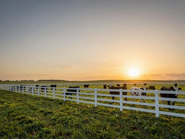 Panoramic low-angle shot of a massive cattle ranch pasture with pristine white fences, lush green grass, and a golden sunset sky over a flat horizon