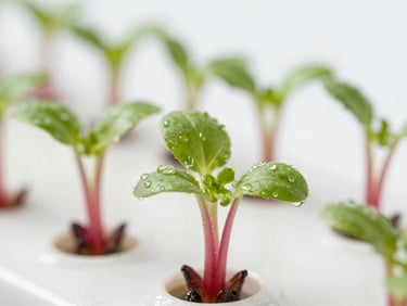 Extreme macro photograph of vibrant red-stemmed radish microgreens, crisp high-key studio lighting, sterile white background, water droplets