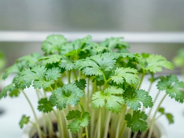 Extreme macro photograph of bright green cilantro microgreens, stainless steel background, crisp high-key studio lighting, sharp focus