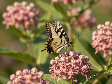 A swallowtail butterfly perched on pink milkweed blossoms, soft green foliage in the background, natural sunlight