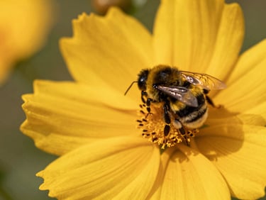 Close-up of a bumblebee pollinating a bright yellow coreopsis flower, shallow depth of field, vibrant natural tones