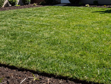 Low-angle wide shot of a pristine, deep green residential lawn in bright morning daylight, contrasting with rich dark soil borders, crisp editorial style.