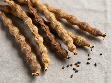 Close-up overhead of dried mucuna pruriens pods and seeds scattered on warm gray linen, diffused natural daylight, tight crop showing texture and earthy tones