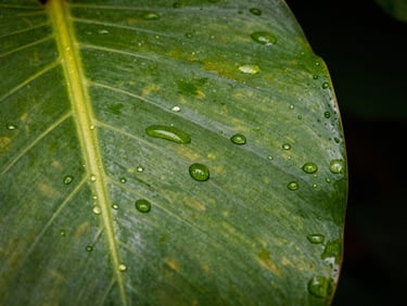 Detalle macro de una hoja tropical húmeda con gotas de rocío, cruzada por líneas geométricas de luz técnica verde lima, fondo oscuro y dramático