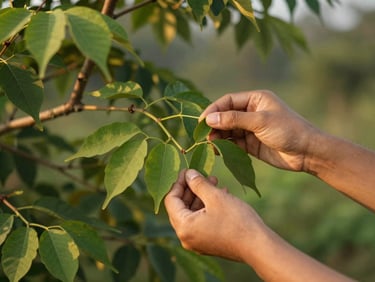 Hands carefully harvesting delicate green Moringa leaves from a tree branch at the break of dawn, soft low-angle light, 35mm