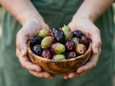 Close-up of weathered hands holding freshly harvested olives in a rustic wooden bowl, soft natural daylight, rich forest green tones