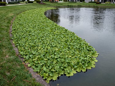 Wide environmental shot of an HOA retention pond with water hyacinth spreading from the far bank, manicured community lawn visible at the edge, overcast daylight, flat calm water surface