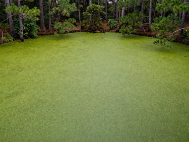Overhead shot of a small private pond with thick duckweed mat covering two-thirds of the surface, Georgia pine trees visible at the shoreline, overcast natural daylight