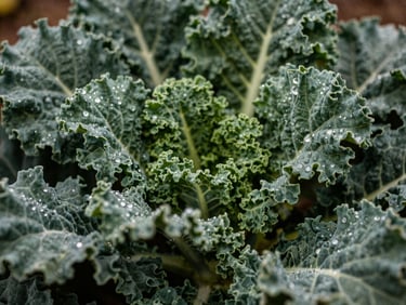 Close-up macro shot of vibrant green heirloom kale leaves with morning dew drops, rich texture, shallow depth of field, natural overcast light