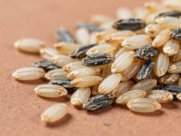 Macro close-up of Katarni rice grains on a rustic clay surface, bright natural daylight, rich textures, commercial B2B photography.