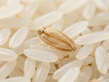 Macro shot of extra-long grain basmati rice and premium jasmine rice, bright natural daylight, high texture detail