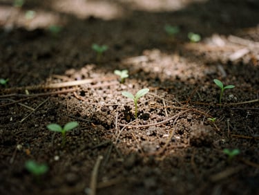 Macro shot of rich damp earth with small green sprouts, soft dappled forest sunlight, 35mm film style
