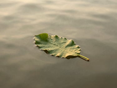 A single green banyan leaf floating silently on calm, rippling temple water, soft diffused natural light.