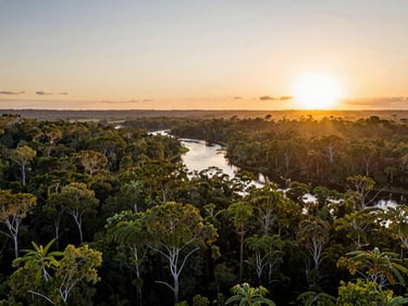 Wide aerial view of a pristine Queensland rainforest canopy at sunset, golden light filtering through the dense green leaves, a winding natural waterway reflecting the warm sky.