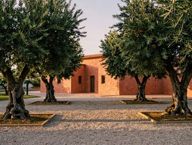 Medium format photograph of a private estate in Souissi, featuring a gravel path winding between mature olive trees, with warm terracotta plaster walls in the background under golden hour light.