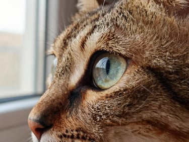 Macro shot of a cat's healthy, clear eye, reflecting soft window light, shallow depth of field, warm editorial photography