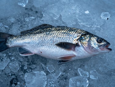Macro shot of a whole, freshly landed wild cod on crushed ice, cool light, focus on scales and texture, deep blues and icy silver tones.