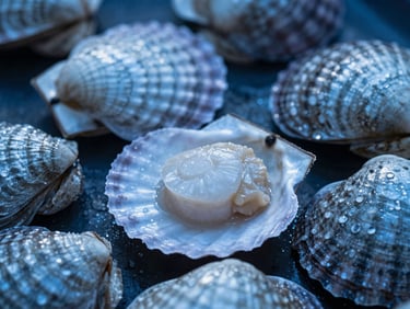 Macro shot of fresh scallops in their shells, cool light, focus on iridescent quality, deep blues and icy silver tones.