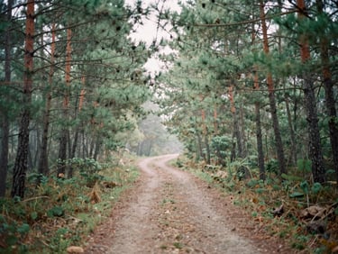 Calming path winding through a misty pine forest, soft diffused overcast daylight, muted earth greens, shallow depth of field, 35mm film photography