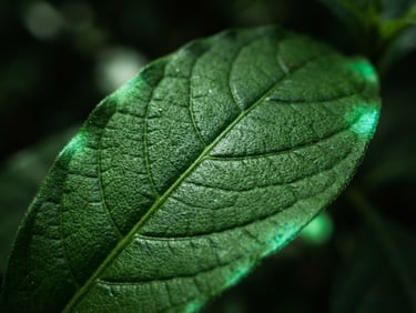 Macro photography of a single psychotria viridis leaf structure, dramatic high-contrast natural light with subtle neon green ultraviolet color leaks, shallow depth of field, 35mm