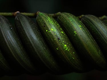 Macro close-up of Banisteriopsis caapi vine texture, dark moody lighting with a faint green glow, 35mm