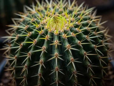 Macro detail of Echinopsis pachanoi cactus spines, low-key natural light, high contrast, shallow depth of field