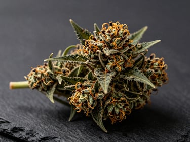 Close-up of dense, cured indica flower with deep amber pistils on a dark slate surface, moody side-lighting.