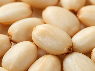 Extreme close-up of ivory wild pine nuts, natural sunlight highlighting their rich oil content and smooth texture