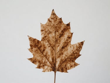 Intimate close-up of a single dried autumn leaf showing delicate vein structures, soft diffused natural side light, muted earthy tones, clean minimalist composition.