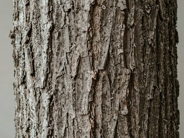 Macro close-up photograph of ancient tree bark textures, deep ridges, soft natural side lighting, muted earthy tones, high-fidelity details.