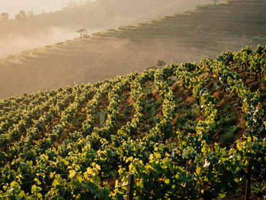Wide environmental shot of mist-shrouded Shan State vineyards at morning golden hour, low-angled sunlight illuminating terraced vines, 35mm film.
