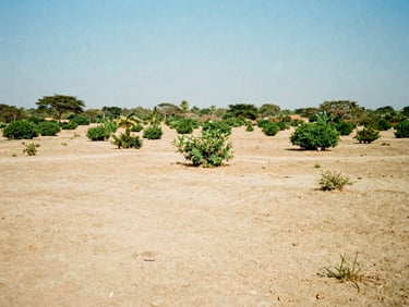 Dry land plot in Ikorodu outskirts, small green bushes, clear blue sky, warm sunlight, 35mm film