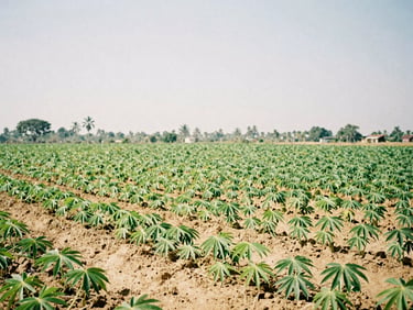 Lush agricultural soil in Ibadan, green cassava shoots, bright natural sunlight, 35mm film