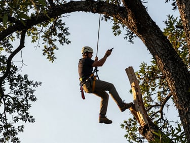 An arborist safely harnessed high in the canopy of a massive live oak, carefully pruning deadwood under early morning light