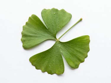 Flat frontal composition of a single ginkgo leaf on a pure white plaster background, high-key studio lighting, intense green, massive negative space