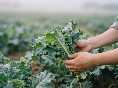 Close up of hands harvesting fresh green kale in a misty morning field, soft natural light, rich desaturated tones, 35mm film look